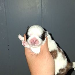Girl 2 - Black gold and white female Shih Tzu puppy in Birmingham, Alabama from K&D kennels