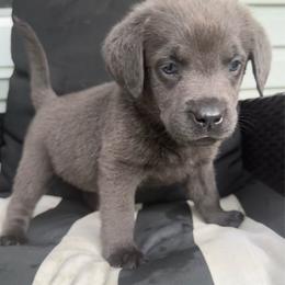 Rocky- Light Blue - Charcoal male Dilute Retriever puppy in Marion, Illinois from Summer Lovin’ Labradors of Southern Illinois