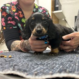 Mr. Yellow - Black and cream male Dachshund puppy in Proctor, Montana from Blue Star Dachshunds