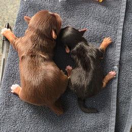 Neptune - Black and gold male Yorkshire Terrier puppy in Lakeland, Florida from You Me & The Yorkies