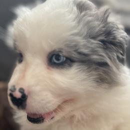Aussiedoodles and Australian Shepherds from Queen Bee Aussies