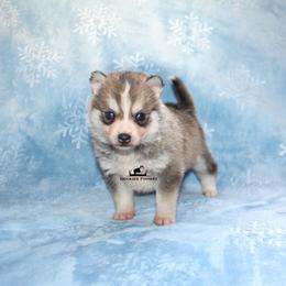 May - Wolf sable female Pomsky puppy in Stockton, Utah from Mischa Nelson