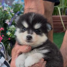 Rita - Black and white female Pomsky puppy in Spring Hill, Florida from PDQ Pomskies
