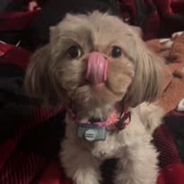 Assorted Doodle Crosses, Aussiedoodle, Australian Shepherd, Long Haired Weimaraner, Shihpoo, and Shih Tzu Puppies from Rockiń N Kennel