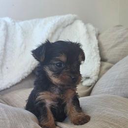 Lady Sky - Black and gold female Yorkshire Terrier puppy in Lebanon, Ohio from Teacup Yorkies for Adoption Near Lebanon Ohio LLC