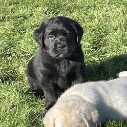 Boy 2 - Black Labrador Retriever puppy in Beavercreek, Oregon from Sweetwater Spring Labradors
