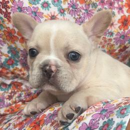 Pearl - Cream female French Bulldog puppy in Clermont, Florida from Nala’s Nest