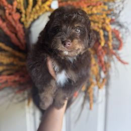 Clove - Brown male Bernedoodle puppy in Danielsville, Georgia from Meg's Doodles and Poodles