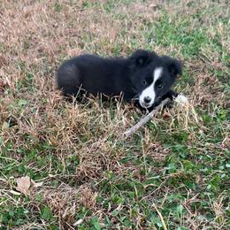 Trixie (PRICE DROP) - Black & white female Miniature Australian Shepherd puppy in Stuart, Iowa from Arbor Hill Aussies
