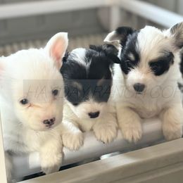 Pembroke Welsh Corgi Puppies from Hayday Ranch Corgis