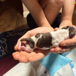 Parti boy - Parti male Miniature Schnauzer puppy in Temple, Texas from Schnauzers Of Taylor