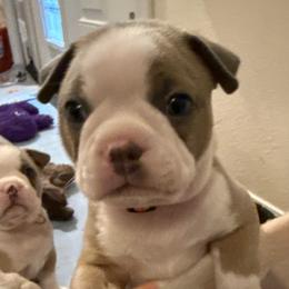 Cody - Blue male Boston Terrier puppy in Monroe, Washington from Nordkyn Boston Terriers