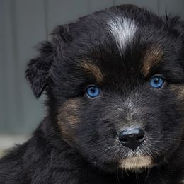 Boy 4 - Black Australian Shepherd puppy in Touchet, Washington from Frog Hollow Aussies