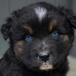 Boy 4 - Black Australian Shepherd puppy in Touchet, Washington from Frog Hollow Aussies