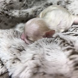 Shih Tzu Puppies from Jennifer Lopez