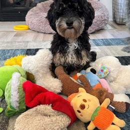 Cockapoo and Goldendoodle Puppies from Jax Doodles