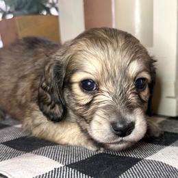 Blue collar male - Cream male Dachshund puppy in Wylie, Texas from Karas Royal Dachshunds