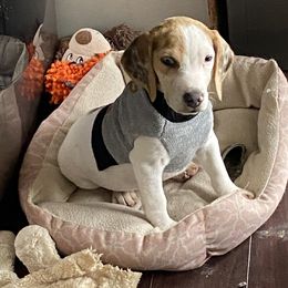 Beagle and Doberman Pinscher Puppies from Desert Mountain Canines