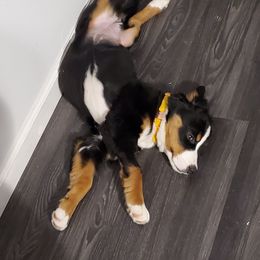 Bernedoodle and Bernese Mountain Dog Puppies from King Swiss Acres of North Texas
