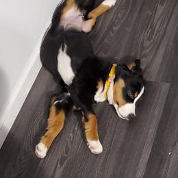 Bernedoodle and Bernese Mountain Dog Puppies from King Swiss Acres of North Texas