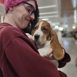 GINGER - Mahogany and white female Basset Hound puppy in Lebanon, Ohio from Lady Mae Bassets