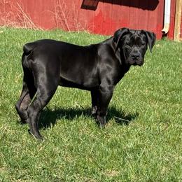 Light pink collar female - Black female Boerboel puppy in Rockford, Illinois from Adoraboerboels