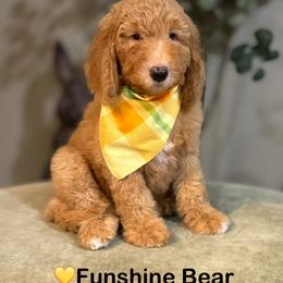 Funshine Bear- Yellow Collar - Red  male Goldendoodle puppy in Bay City, Texas from Charming Doods Goldendoodles
