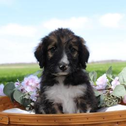 Titan - White and black male Bordoodle puppy in Ashland, Ohio from Cherry Blossom Doodles