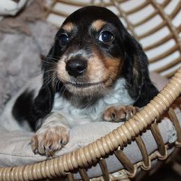 Boy 3 - Black and tan male Dachshund puppy in Craig, Colorado from Rocky Mountain Shih Tzus and Dry Creek Miniature Dachshunds