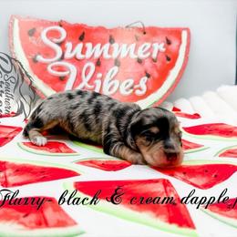 McFlurry - Dapple female Dachshund puppy in Prairieville, Louisiana from Southern Barron Danes & Dachshunds