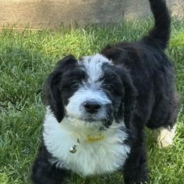 Bernedoodle Puppies from Sandra Bucher