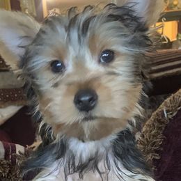 Yorkshire Terrier Puppies from YorkiStars