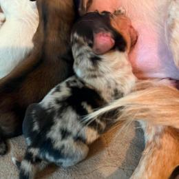 Frodo - Dapple male Dachshund puppy in Nampa, Idaho from 208 Wiener Wiggle Butts LLC