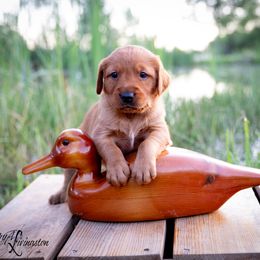Boy 2 - Dark golden Golden Retriever puppy in Anderson, California from Redtail Golden Retrievers