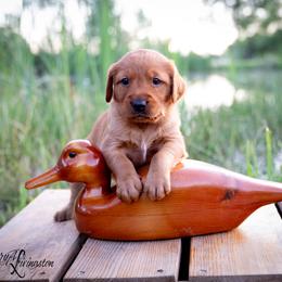 Boy 2 - Dark golden Golden Retriever puppy in Anderson, California from Redtail Golden Retrievers