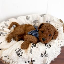 Bourbon - Navy collar boy - Red male Cavapoo puppy in Melbourne, Florida from Space Coast Doodle Co.