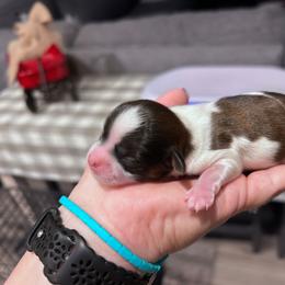 Tucker - Brown and white male Shichon puppy in Bradford, Ohio from Ted E. Bear Patch