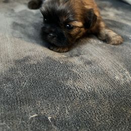 Taylor - Red and white female Shih Tzu puppy in Pottstown, Pennsylvania from DHDoggs Shih Tzu