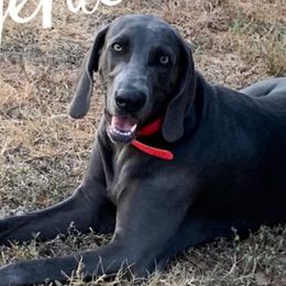 Eugenie - Weimaraner