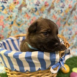 Boy 5 - male German Shepherd puppy in Pelzer, South Carolina from Lisa's Canines