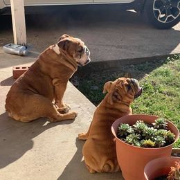 Bulldogs and Dachshunds from Baileys Precious Puppies