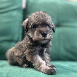 Boy 5 - Salt and pepper male Miniature Schnauzer puppy in El Reno, Oklahoma from Shannon's Miniature Schnauzers