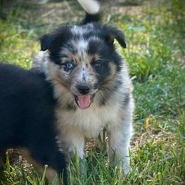 Ace - Blue merle male Border Collie puppy in North Lakeport, California from Wild Rose Ranch