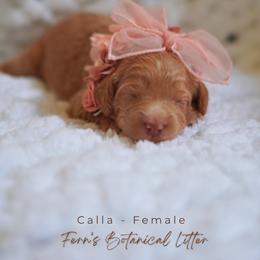 Calla - Cream female Goldendoodle puppy in Atlanta, Georgia from Teddy Puppies