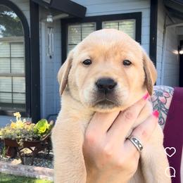 Purple Collar - Yellow female Labrador Retriever puppy in Galt, California from On My Side Kennels