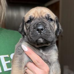 Onyx (Black Collar) - Reddish brown male Boerboel puppy in Manitowoc, Wisconsin from Mae Boerboel