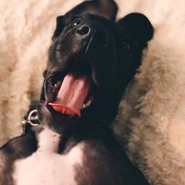 Great Dane Puppies from Dynamic Danes