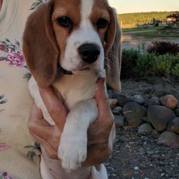 Beagle Puppies from Everwind Beagles