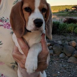 Beagle Puppies from Everwind Beagles