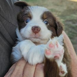 Red - Red tri male Miniature Australian Shepherd puppy in Crowell, Texas from Ardent Aussie Acres